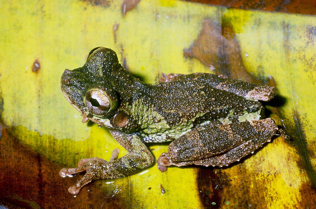 Broad-headed Treefrog