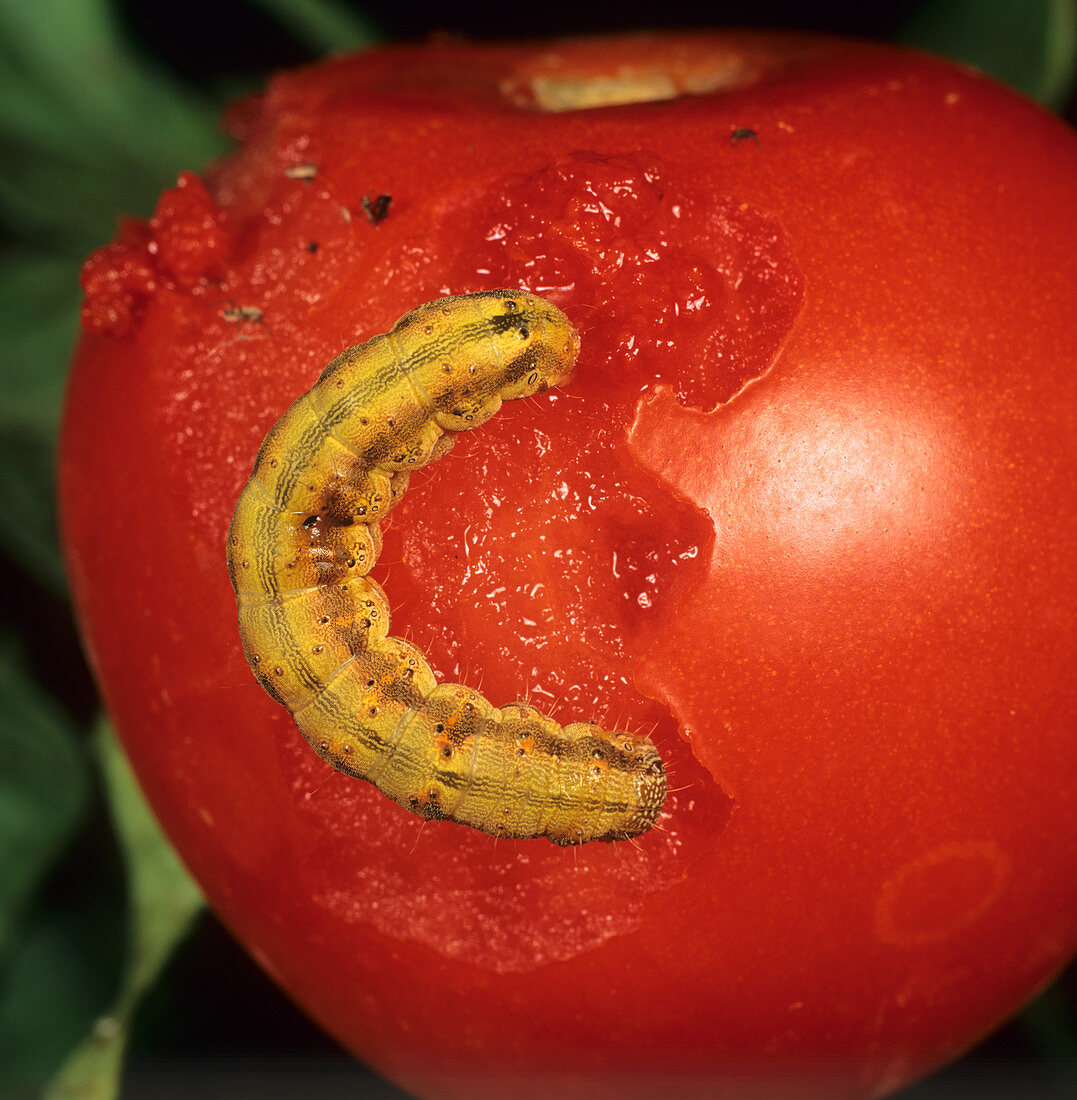 Tomato fruitworm