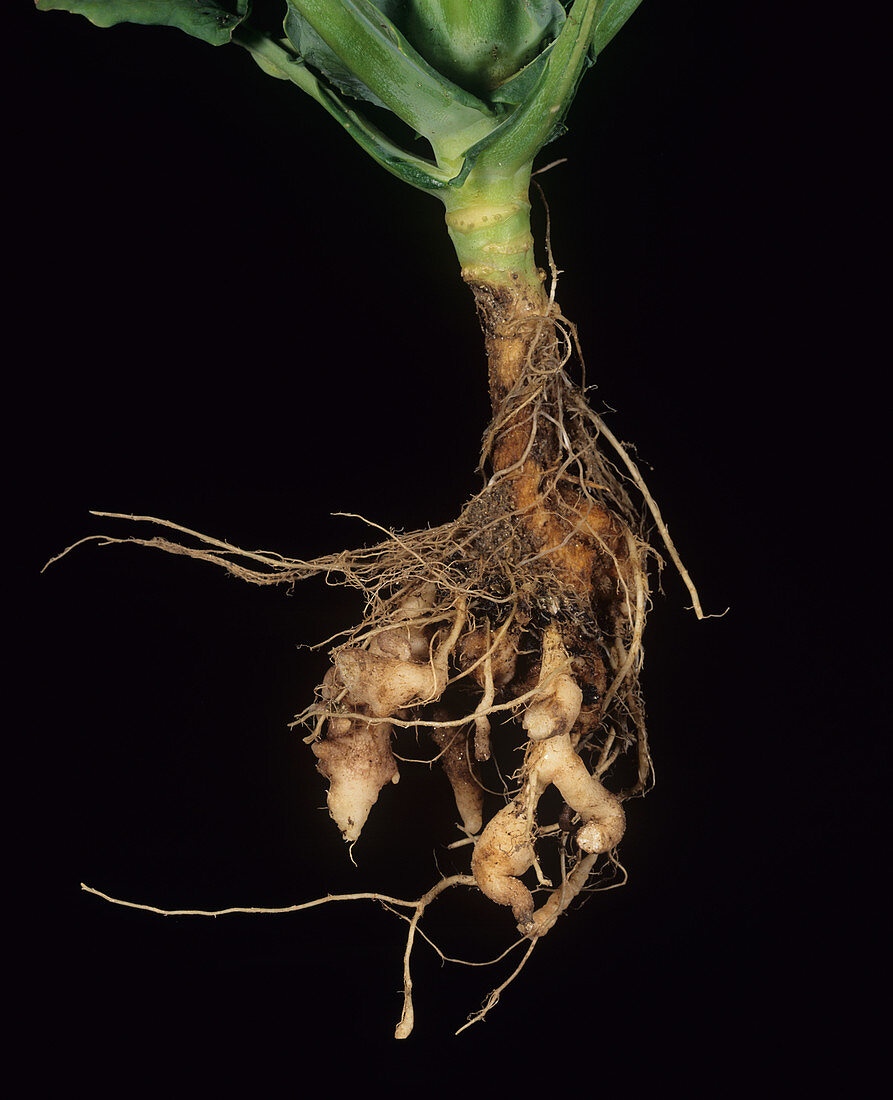Club root (Plasmodiophora brassicae)