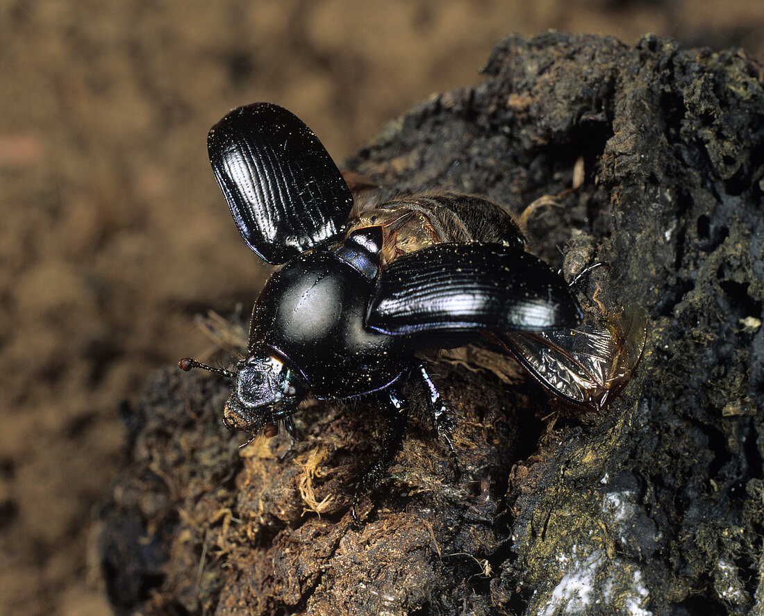 Dung Beetle (Geotrupes spiniger)