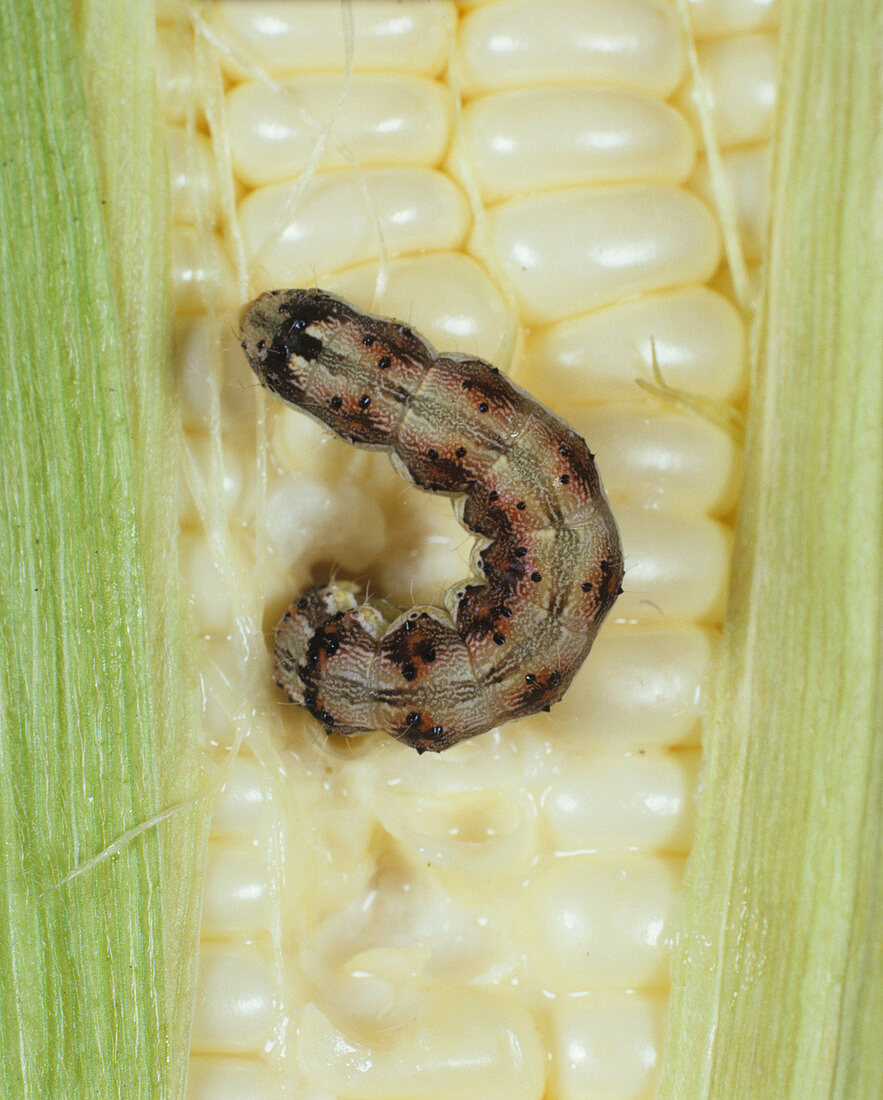 Cotton bollworm