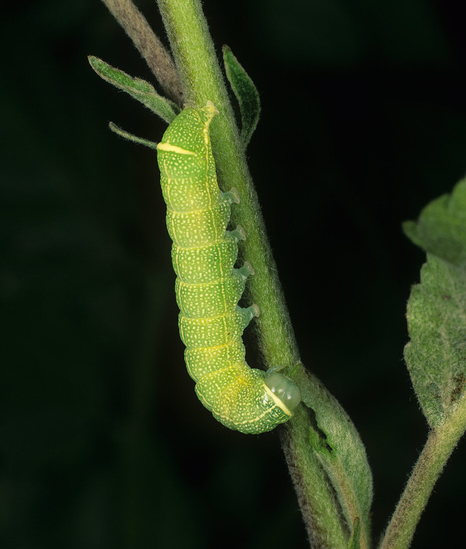 Common quaker moth caterpillar