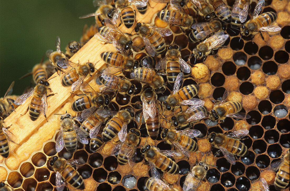 Honeybee queen and workers