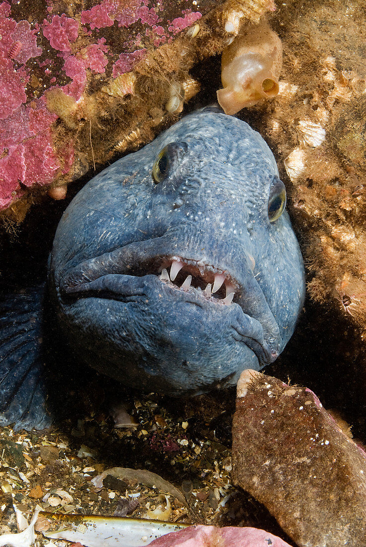 Atlantic Wolffish (Anarhichas lupus)