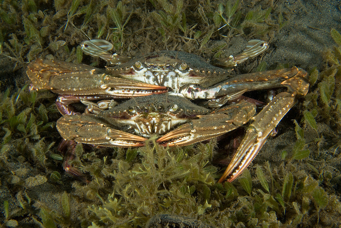 Swimming Crabs,male holding female