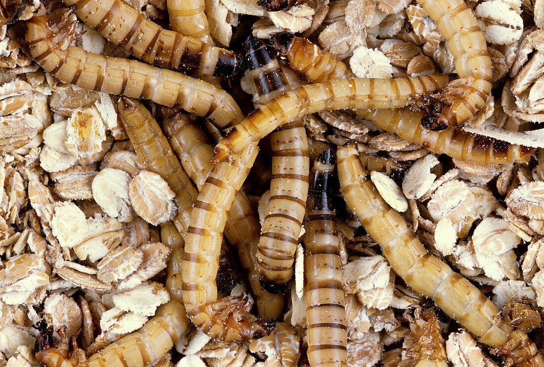 Yellow Mealworm Beetle larvae