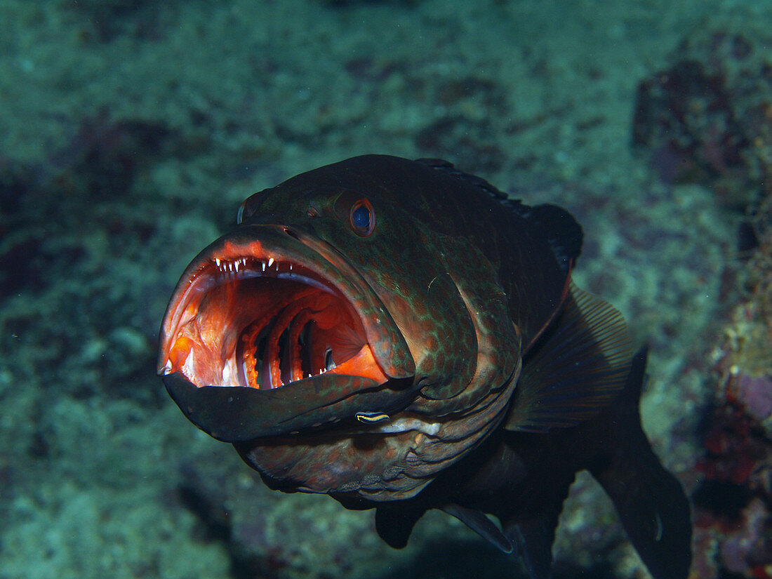 Tiger Grouper Being Cleaned By Goby