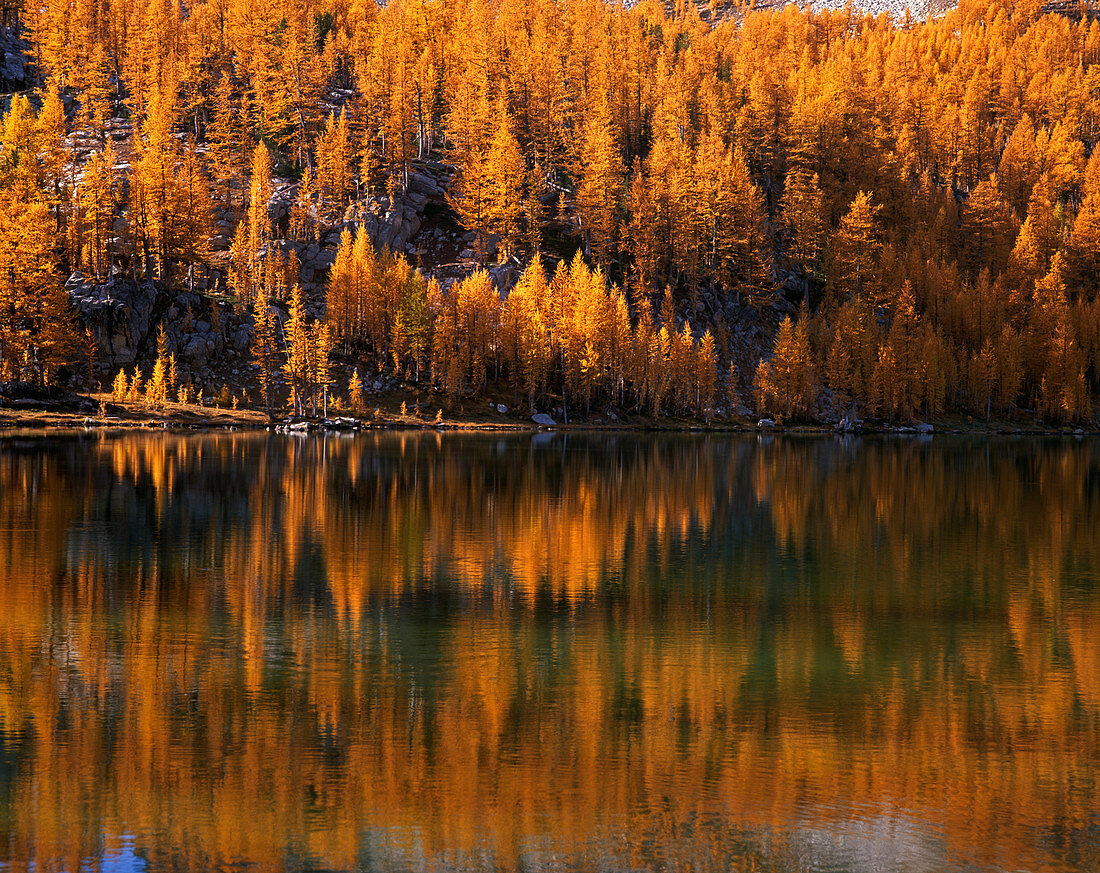 Larch Trees Reflected on Cooney Lake
