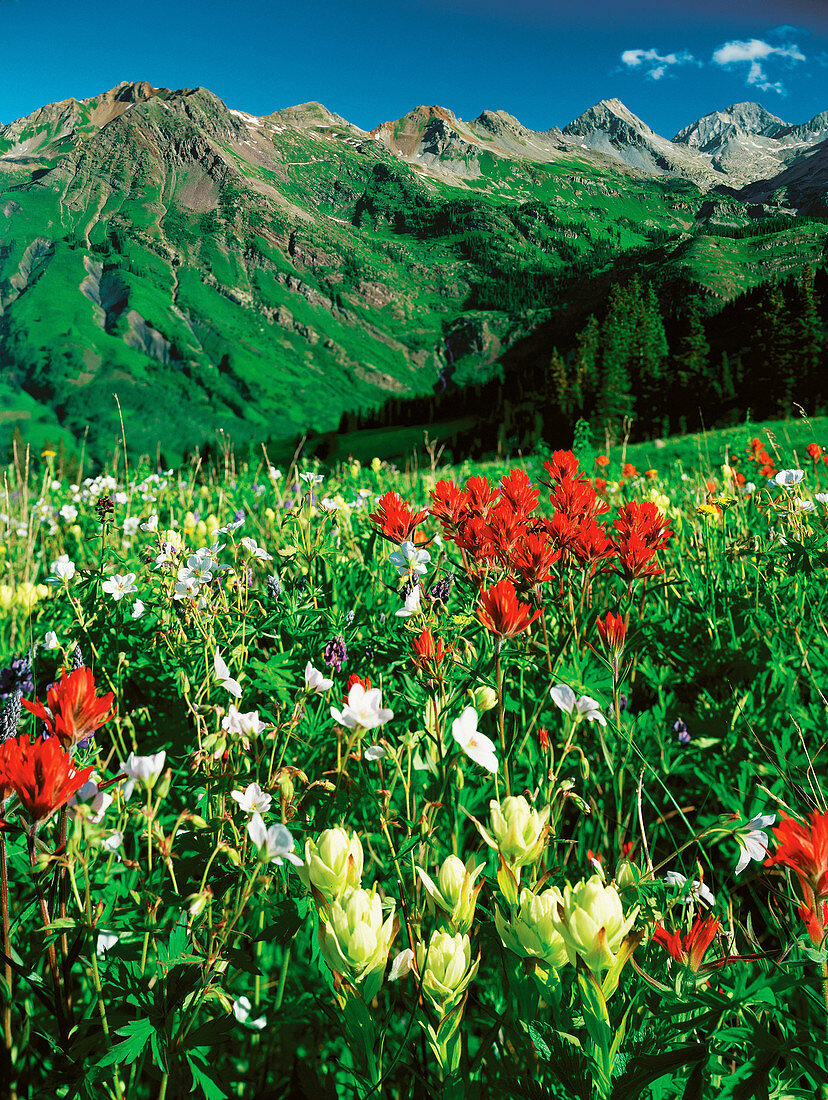 Alpine wildflowers