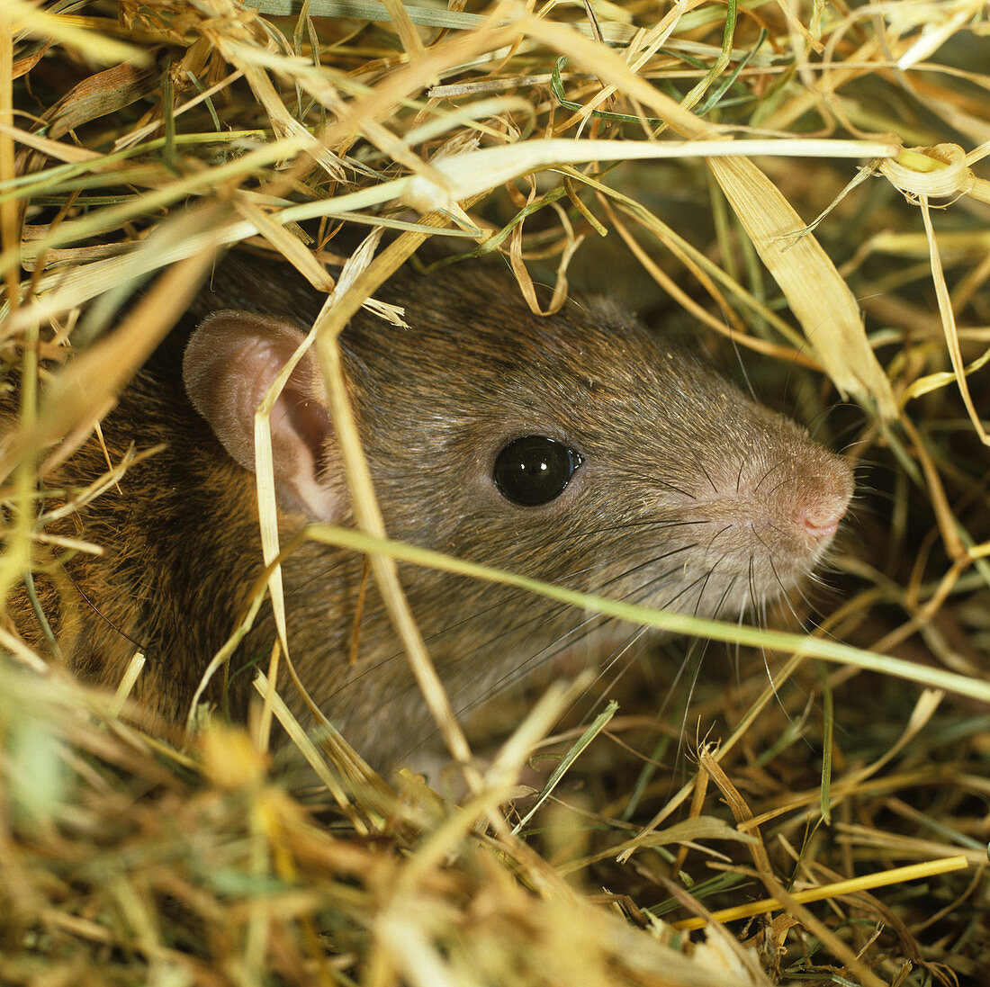 Brown rat in hay