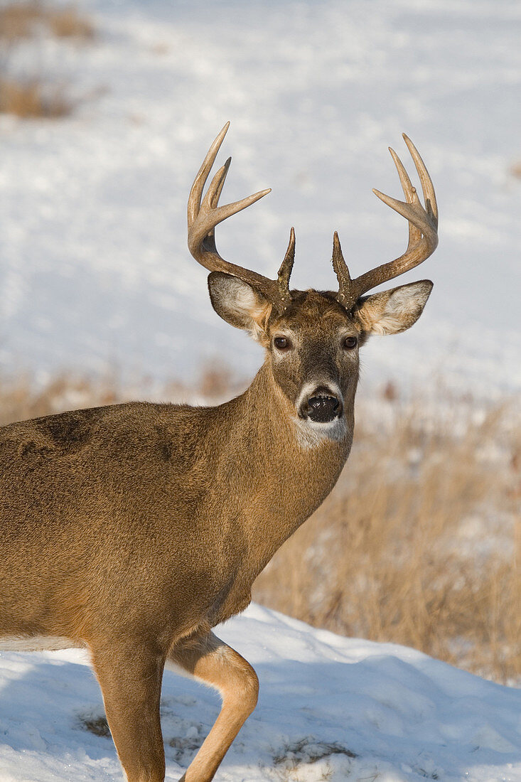 White-tailed Buck