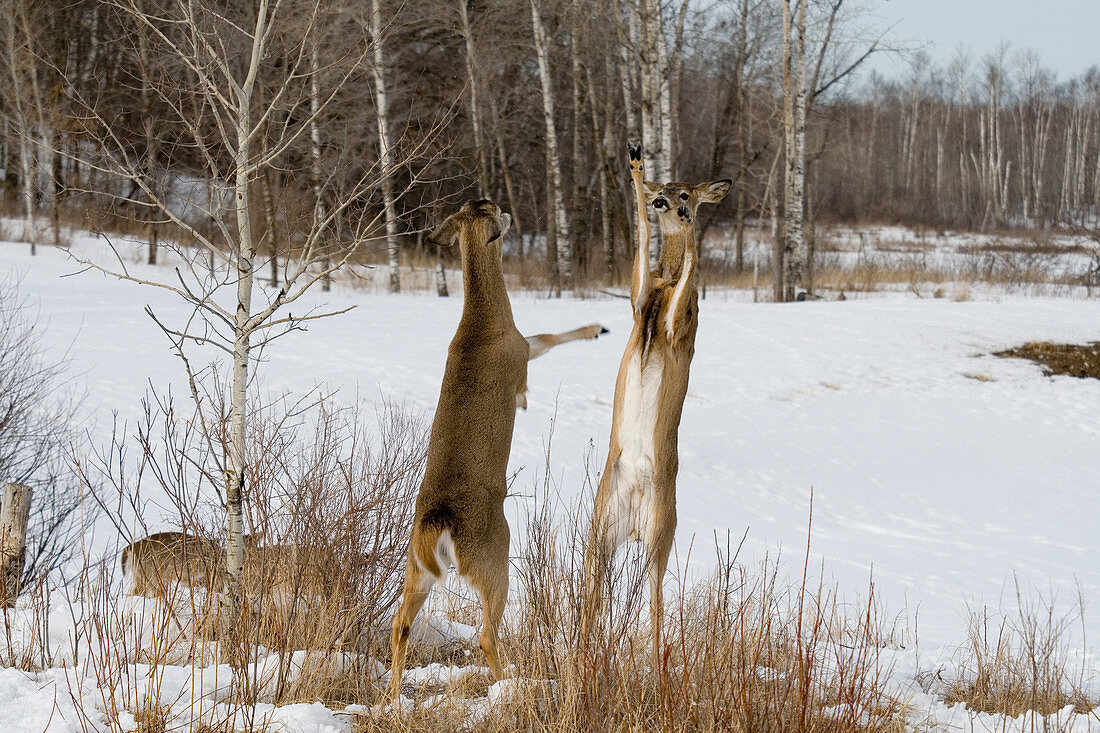White-tailed Deer Sparring