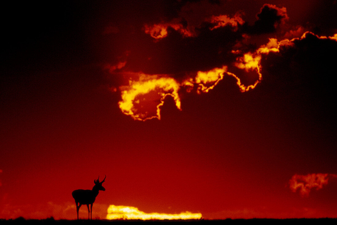 Pronghorn Antelope in Sunset