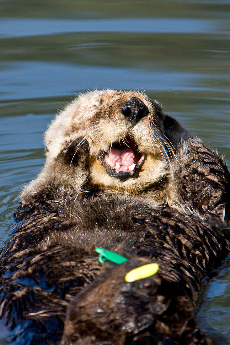 Tagged Sea Otter