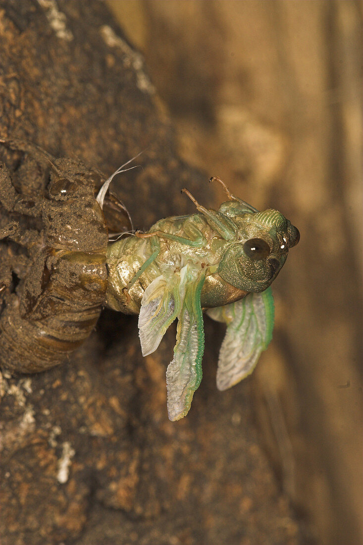 Dogday Harvestfly Cicada