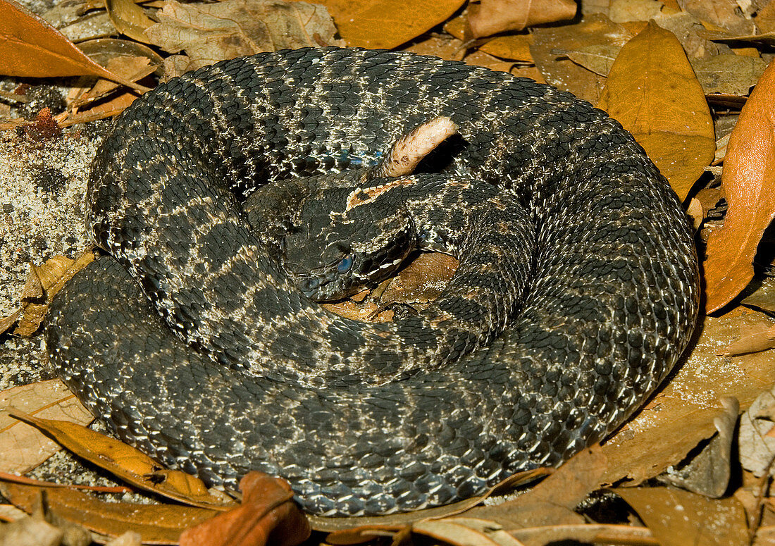 Dusky Pigmy Rattlesnake