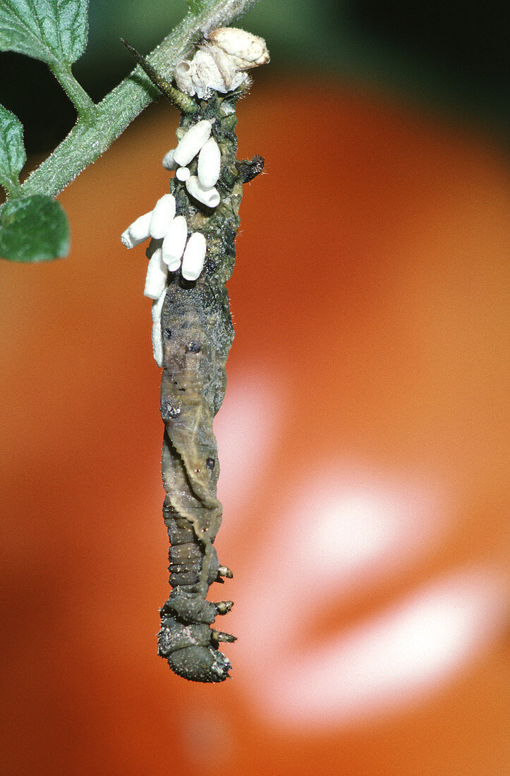 Dying/Dead Parasitized Tobacco Hornworm