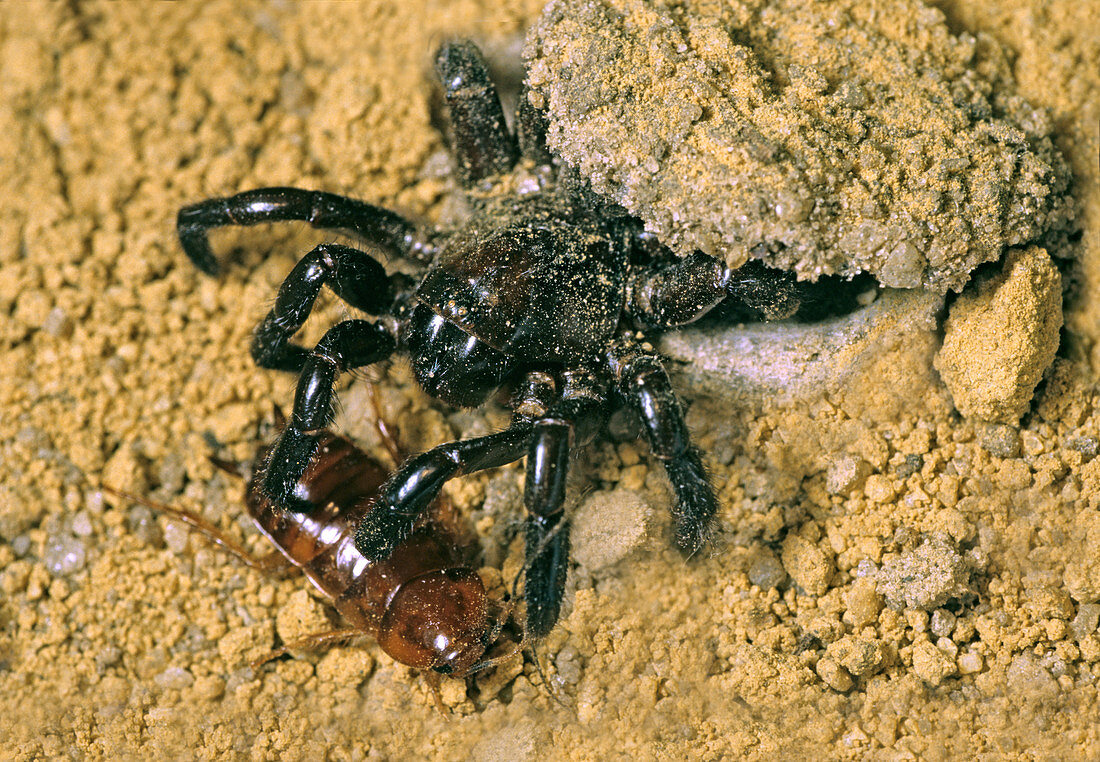 Trapdoor Spider