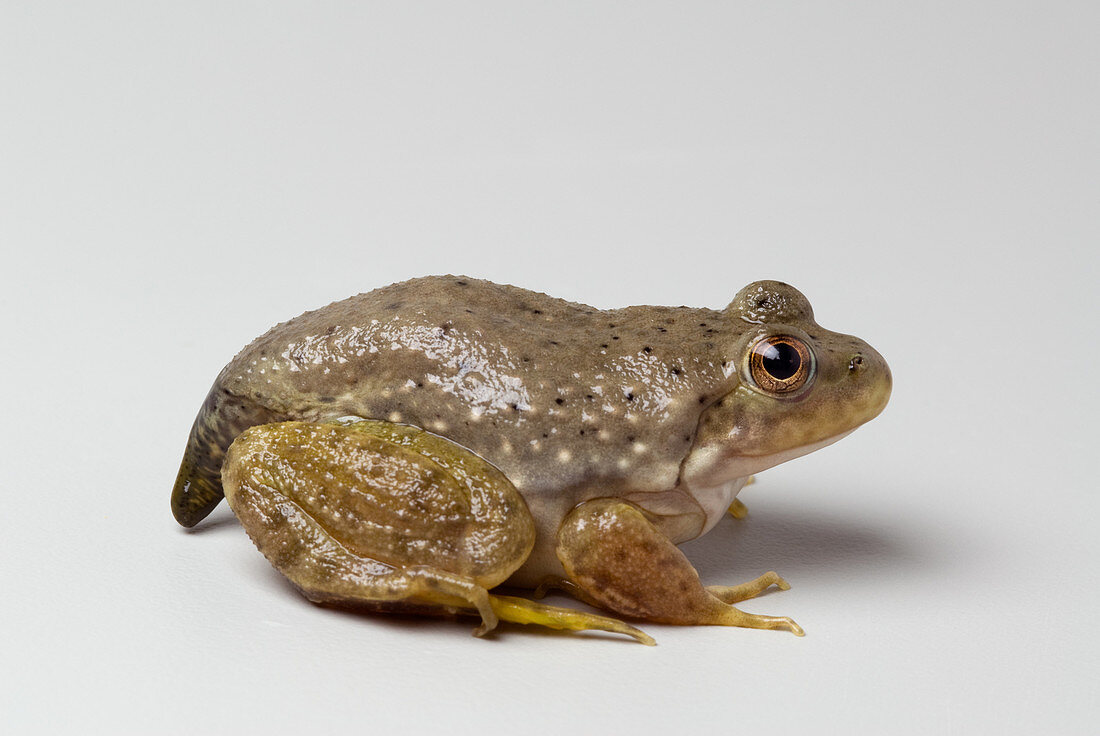 American bullfrog with partial tail