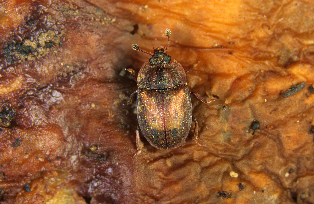 A carrion beetle (Omosita depressa) on ca