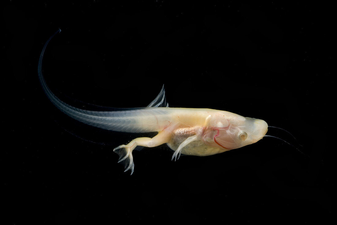 African Clawed Frog tadpole