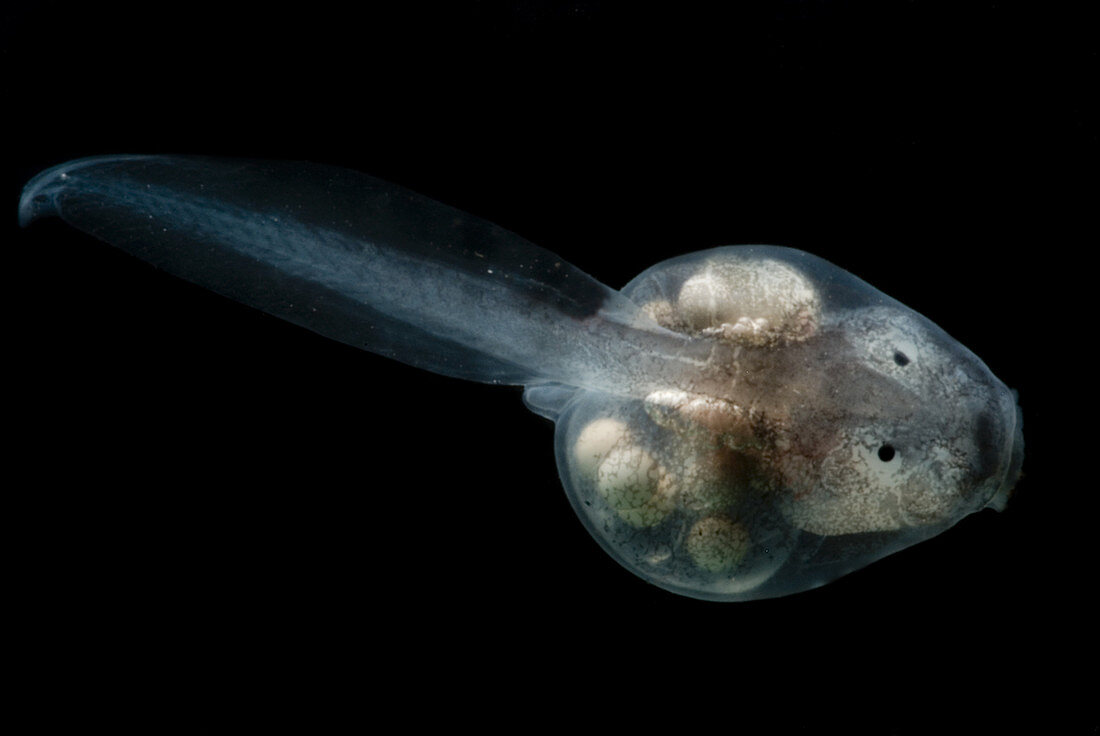 Anotheca spinosa tadpole