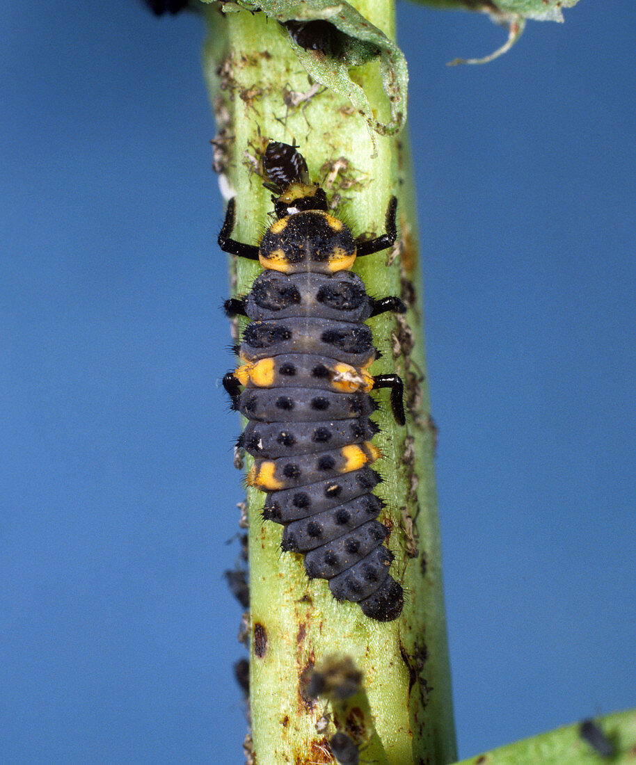 Seven-Spot Ladybird Larva