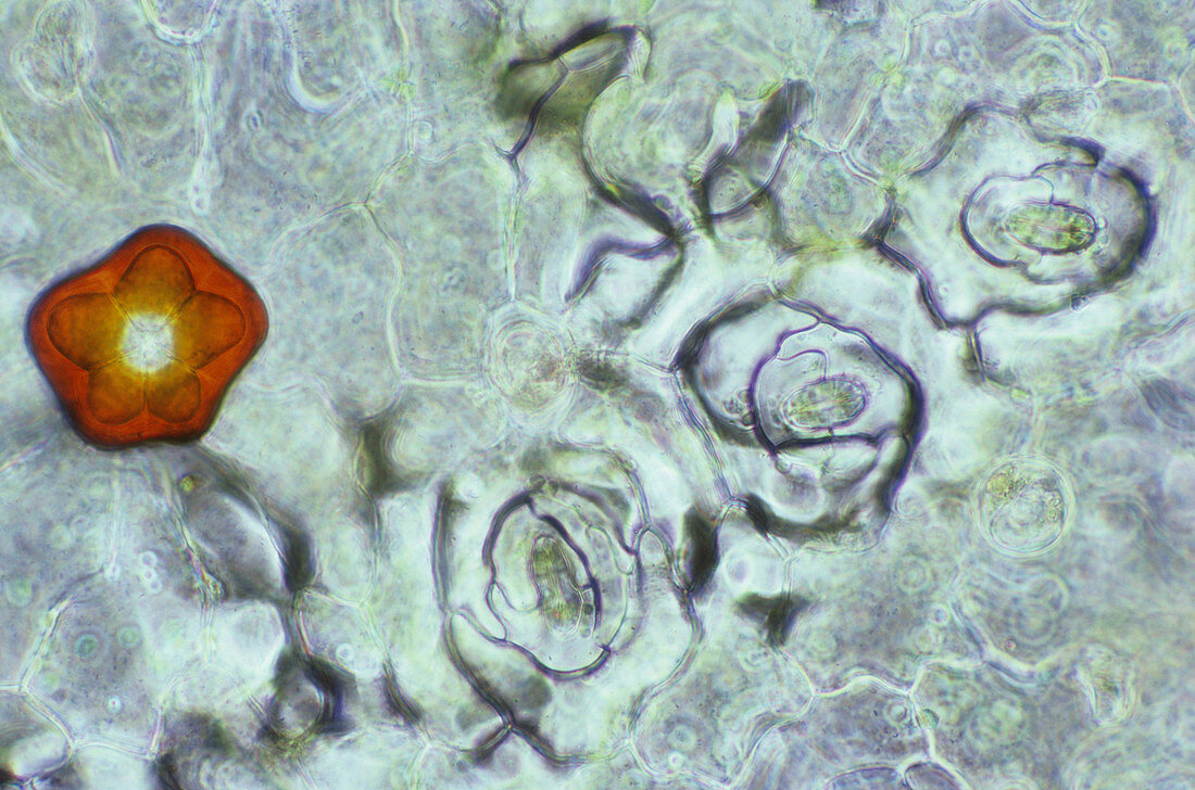 Stroma and Chromoplasts