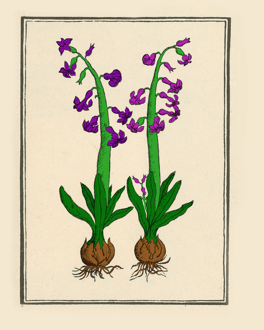 The Hyacinth
