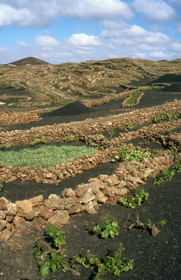 Grape Agriculture in Volcanic Soil