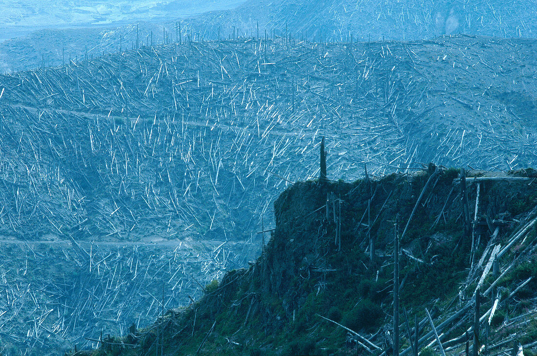 Forest Buried in Volcanic Ash