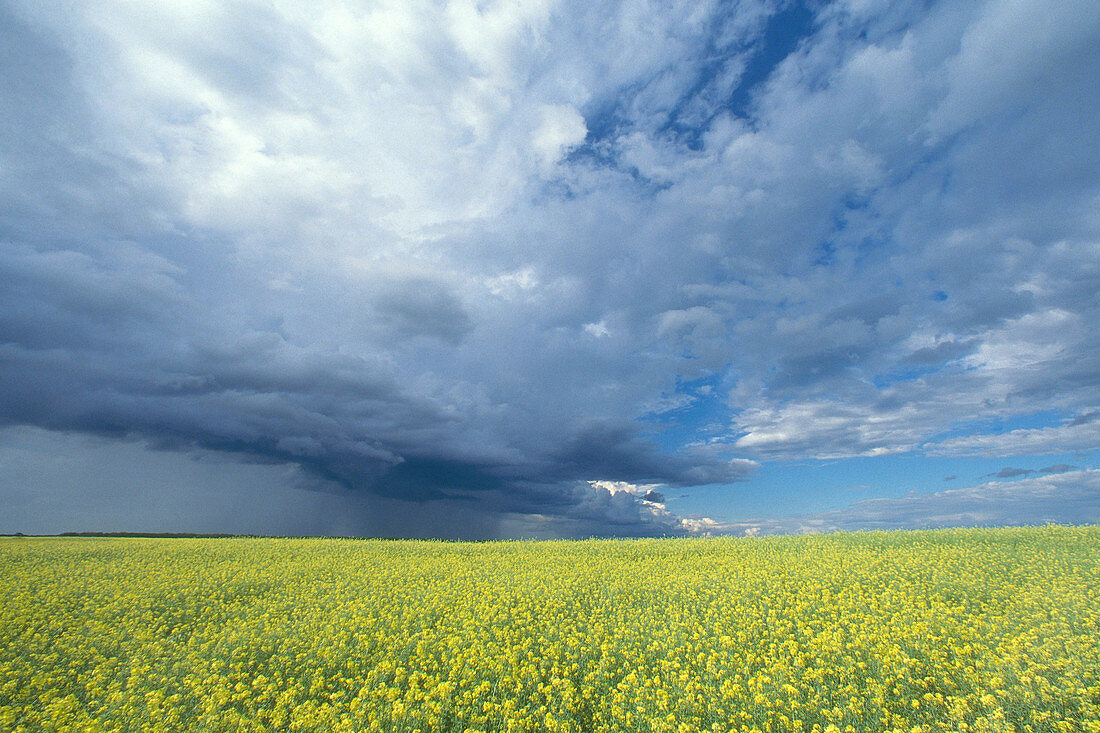 Summer thunder storm,Saskatchewan,Canad