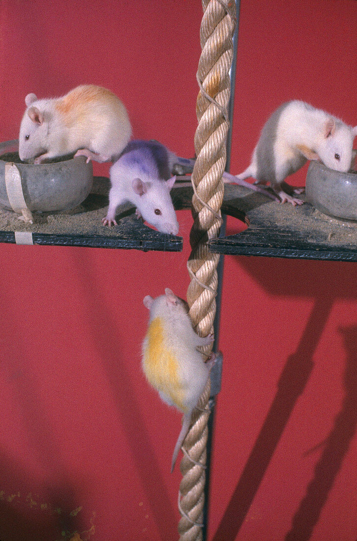 Rats Climbing Rope