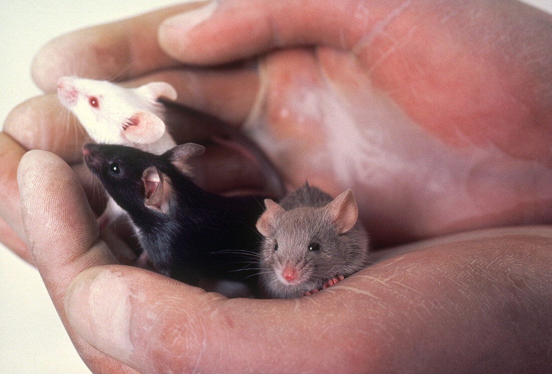 Lab Mice