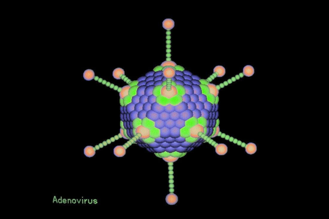 Adenovirus