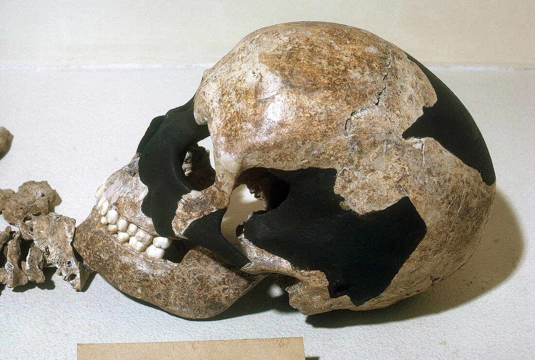 Magdalenian Girl Skull