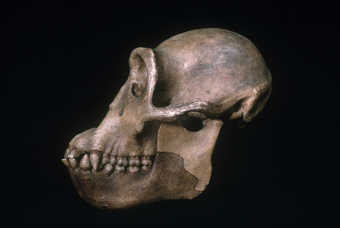 Dryopithecus Skull