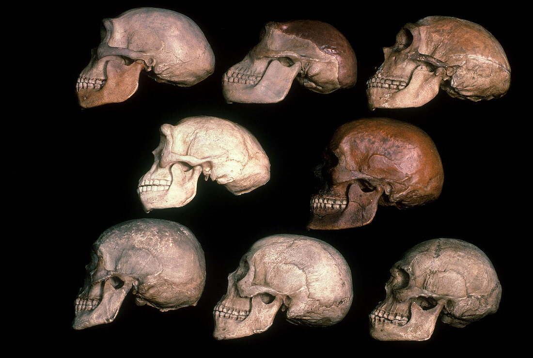 Skulls of Human Evolution