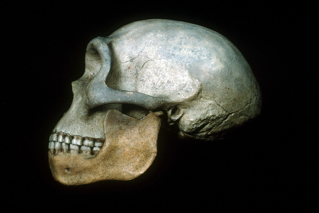 Heidelberg Man Skull