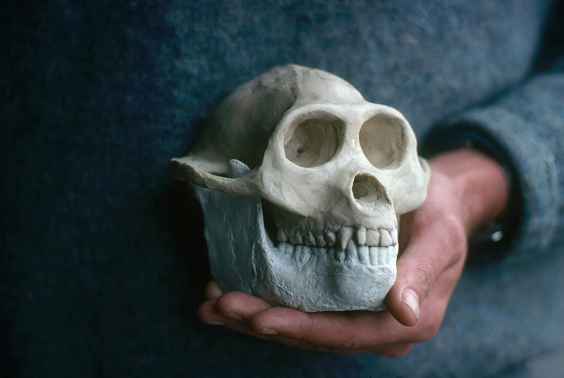 Reconstructed Sivapithecus Skull