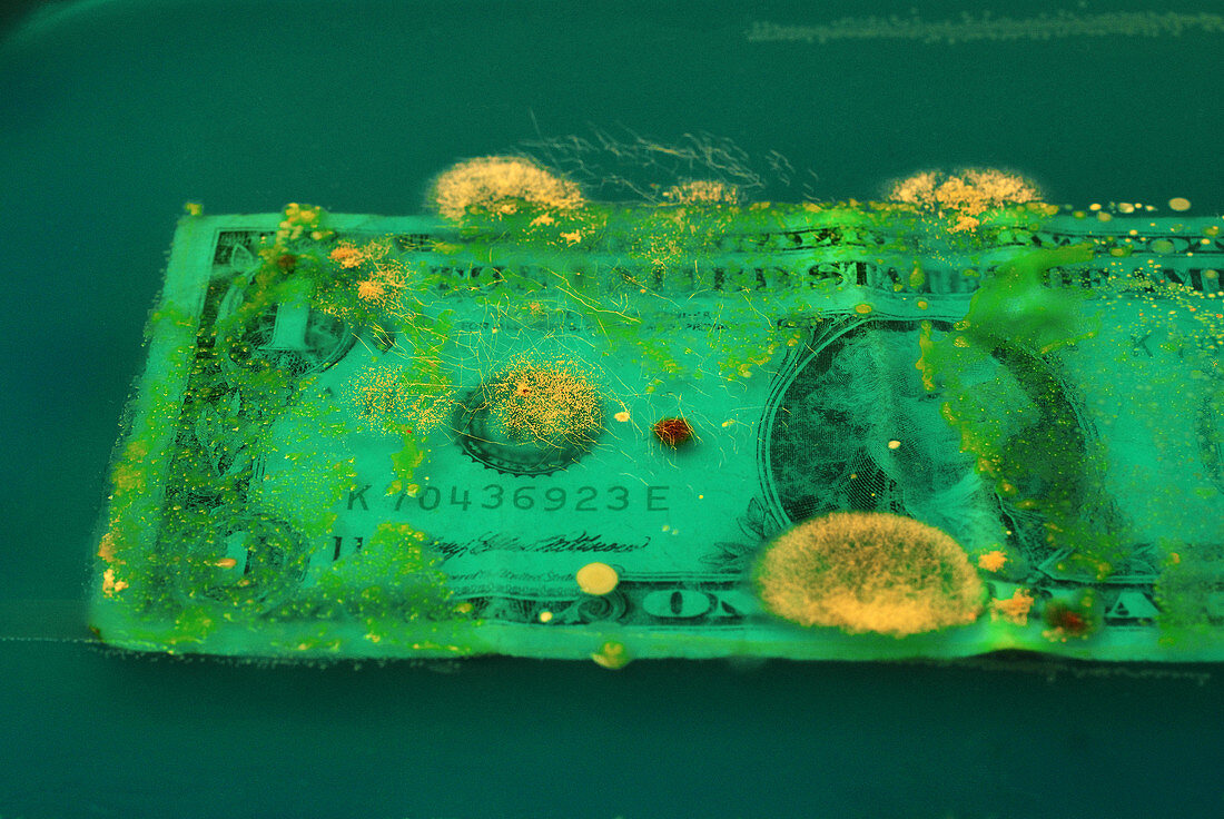 Bacteria Growing On Dollar Bill