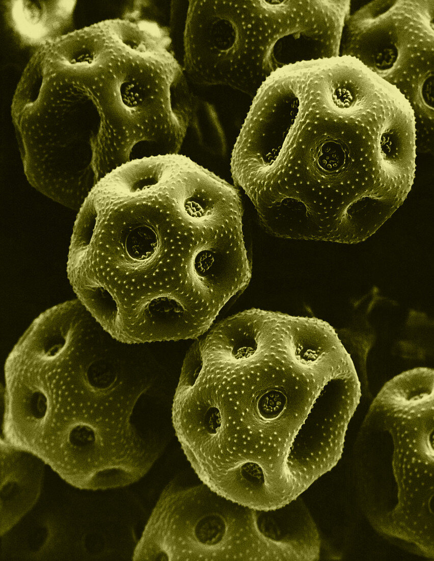 Rose Pollen (SEM)