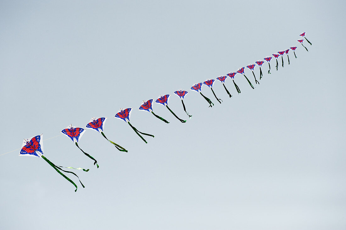 Kites,China