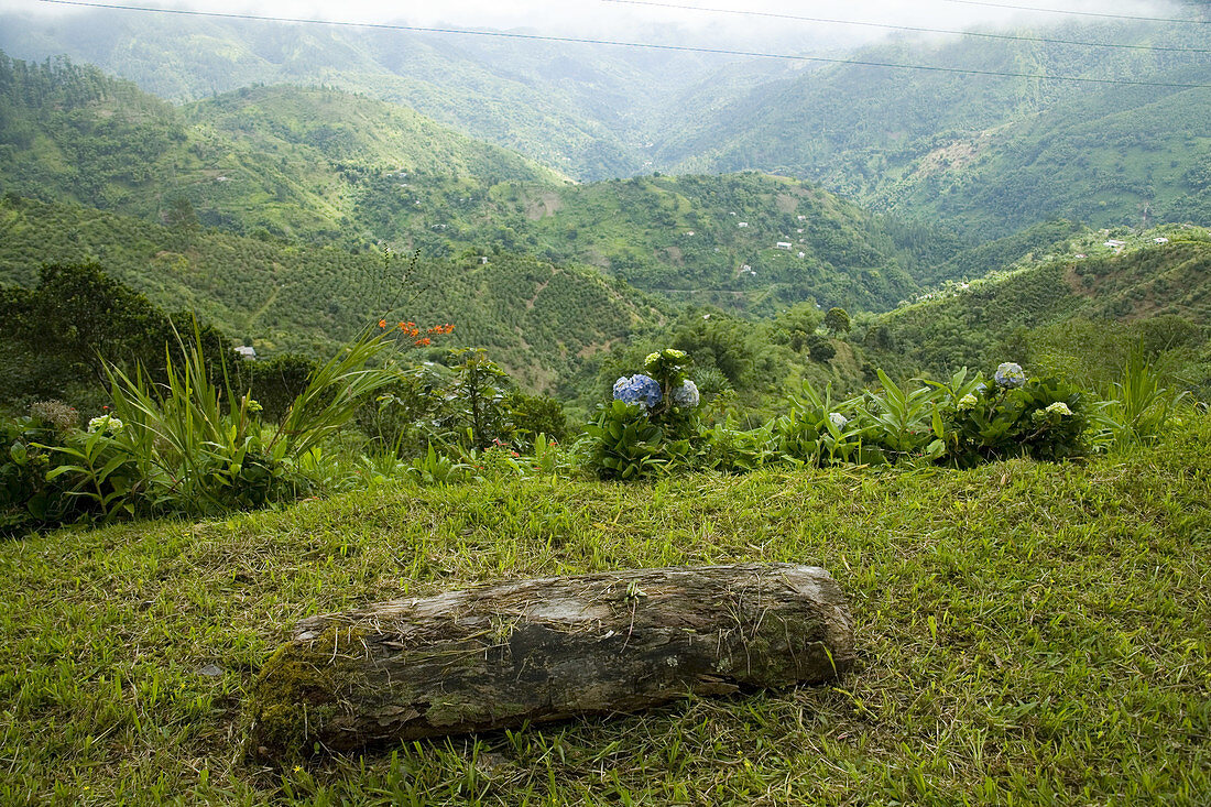 Jamaican Coffee Plantation