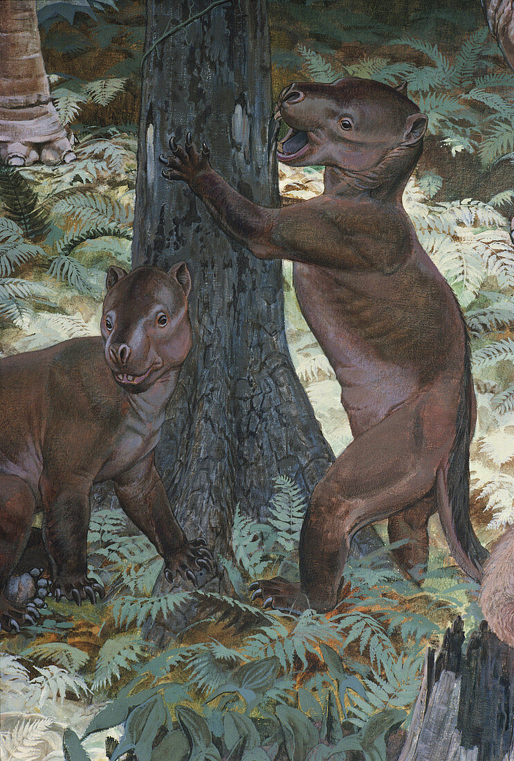 Eocene Animals from Wyoming