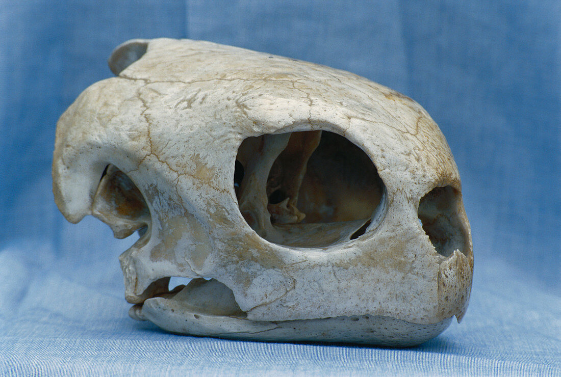Hawksbill Turtle skull