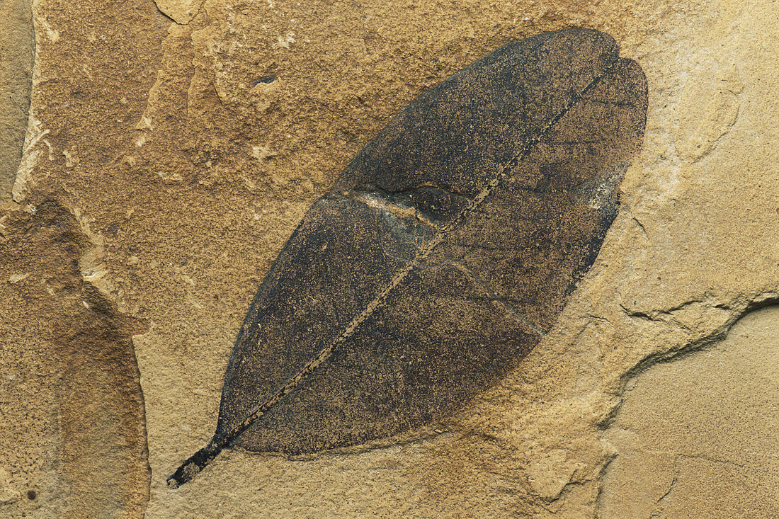 Fossil Leaf