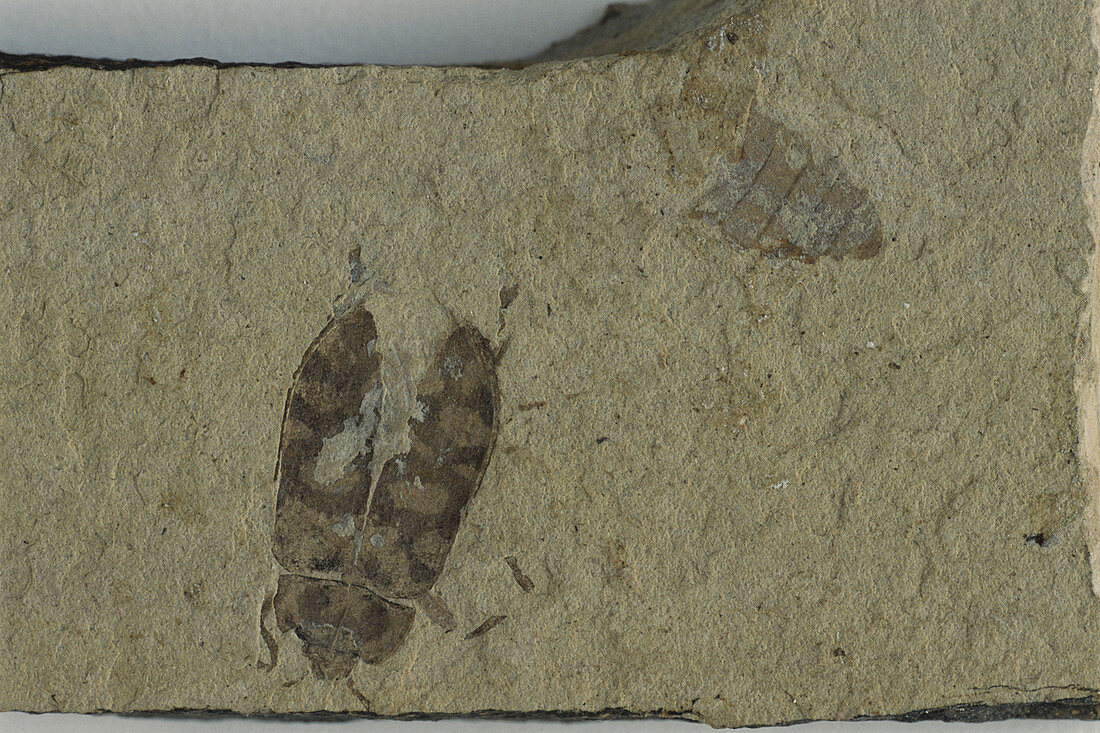 Fossil Beetle