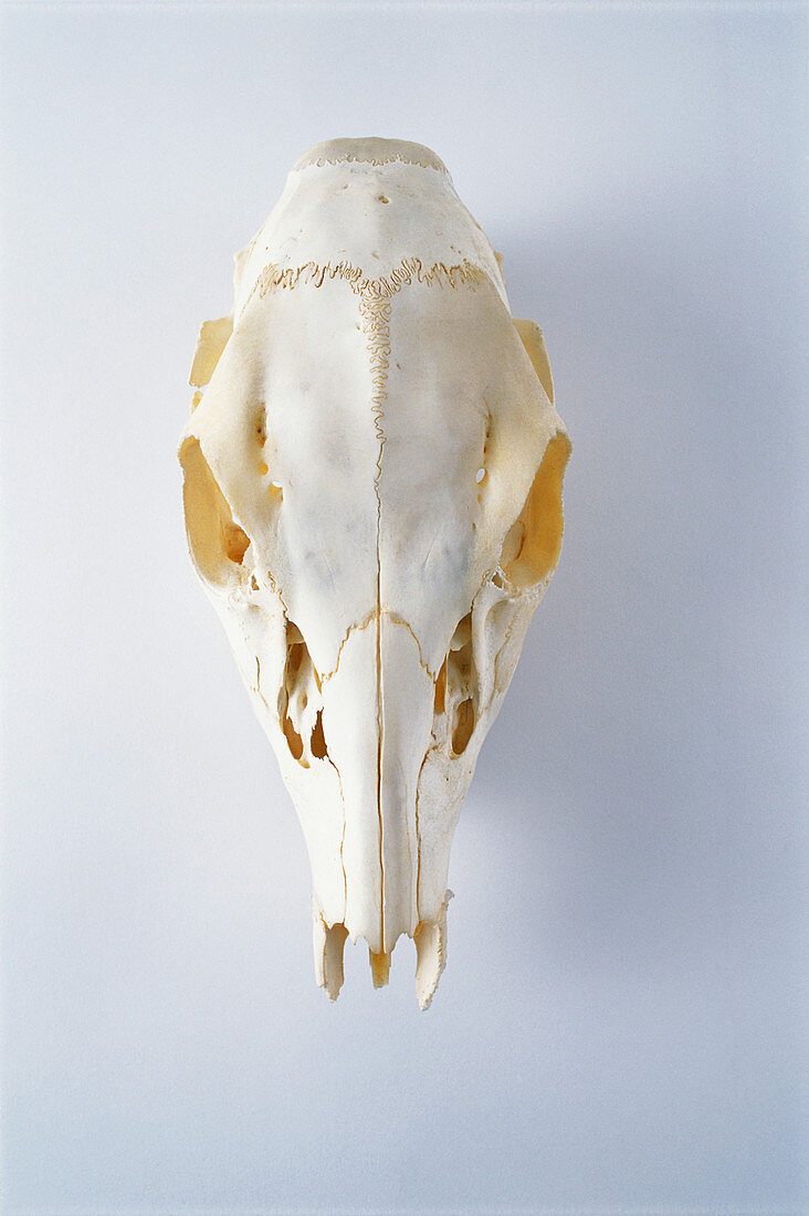 White-tailed Deer skull