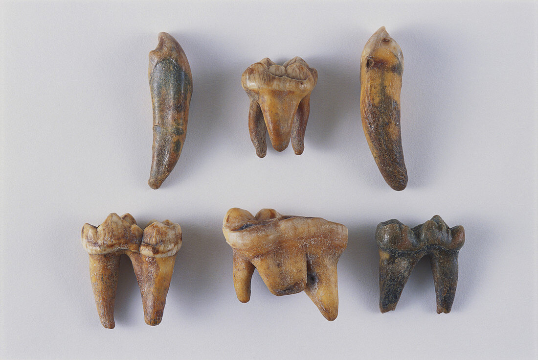 Cave Bear Teeth